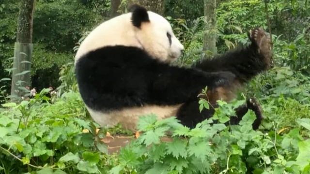 Sichuan Panda: Super Star