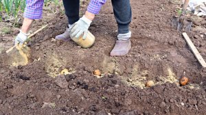 Что добавить в лунку при посадке картофеля для хорошего урожая и от проволочника?