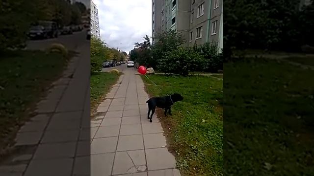 Кане корсо. Бойцовая страшная собака. смотреть онлайн