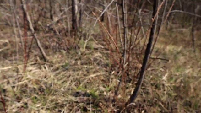 Morchella steppicola, Morels, Stepski Smrcak смотреть онлайн