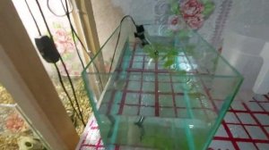 Разведение гурами, отсадил на нерест.