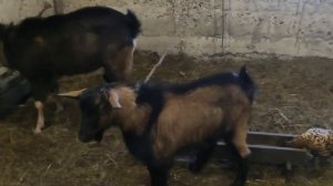 Козлятина, мясо коз, сколько вешают мясом козы