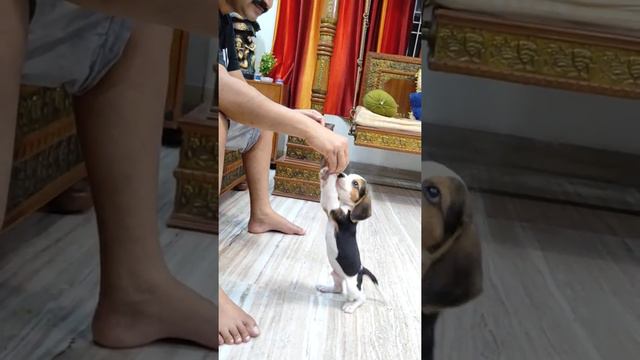Beagle Puppy 1 1/2 months old first time tasting biscuit смотреть онлайн
