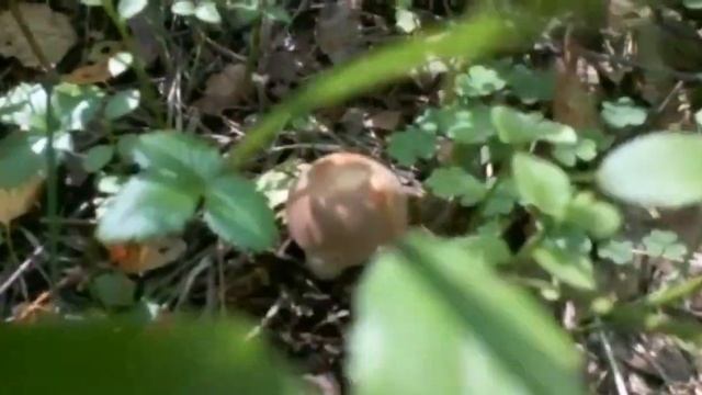 ВТОРАЯ ВОЛНА БЕЛЫХ ПРИШЛА! В лесу очень много молоденьких БЕЛЫХ,ПОДОСИНОВИКОВ,ЛИСИЧЕК,ПОДБЕРЕЗОВИКО