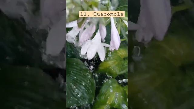 11. guacomole #hosta#guacomole#цветавокадо#авокадо#большаяхоста#ароматнаяхоста#купитьхосту#купить смотреть онлайн