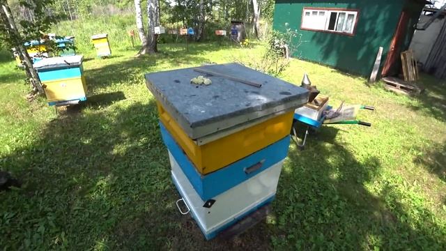 ДВУХМАТОЧНЫЕ! Опять всё залили! КАРНИКА на медосборе!