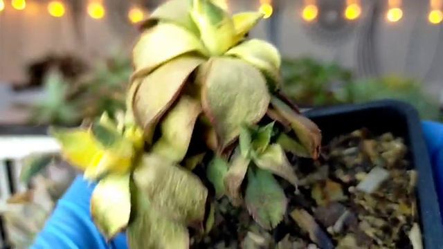 Don't do this to your Succulents • Bakit natuyo ang mga Succulents in just 2 days #DriedSucculents смотреть онлайн