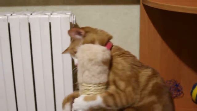 Кот ест кошачью мяту смотреть онлайн