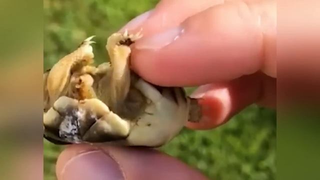 Эти Существа Настоящие / Невероятные мутации у животных созданные учёными смотреть онлайн