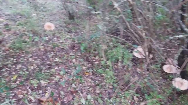 Clytocibe geotropa 10 novembre 2018 смотреть онлайн