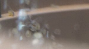 Наблюдение за развитием икры сапфировых попугайчиков.