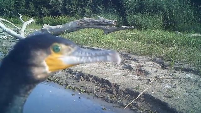 Большой баклан. ФОТОЛОВУШКА смотреть онлайн