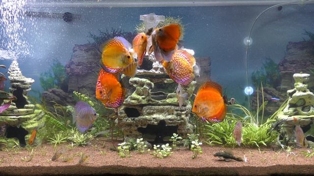 Кормление Дискусов, чем мы кормим питомцев в наших аквариумных травниках!!! Фарш, сухой Тетра Дискус смотреть онлайн