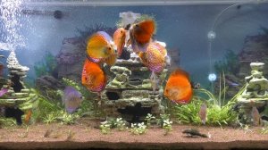 Кормление Дискусов, чем мы кормим питомцев в наших аквариумных травниках!!! Фарш, сухой Тетра Дискус