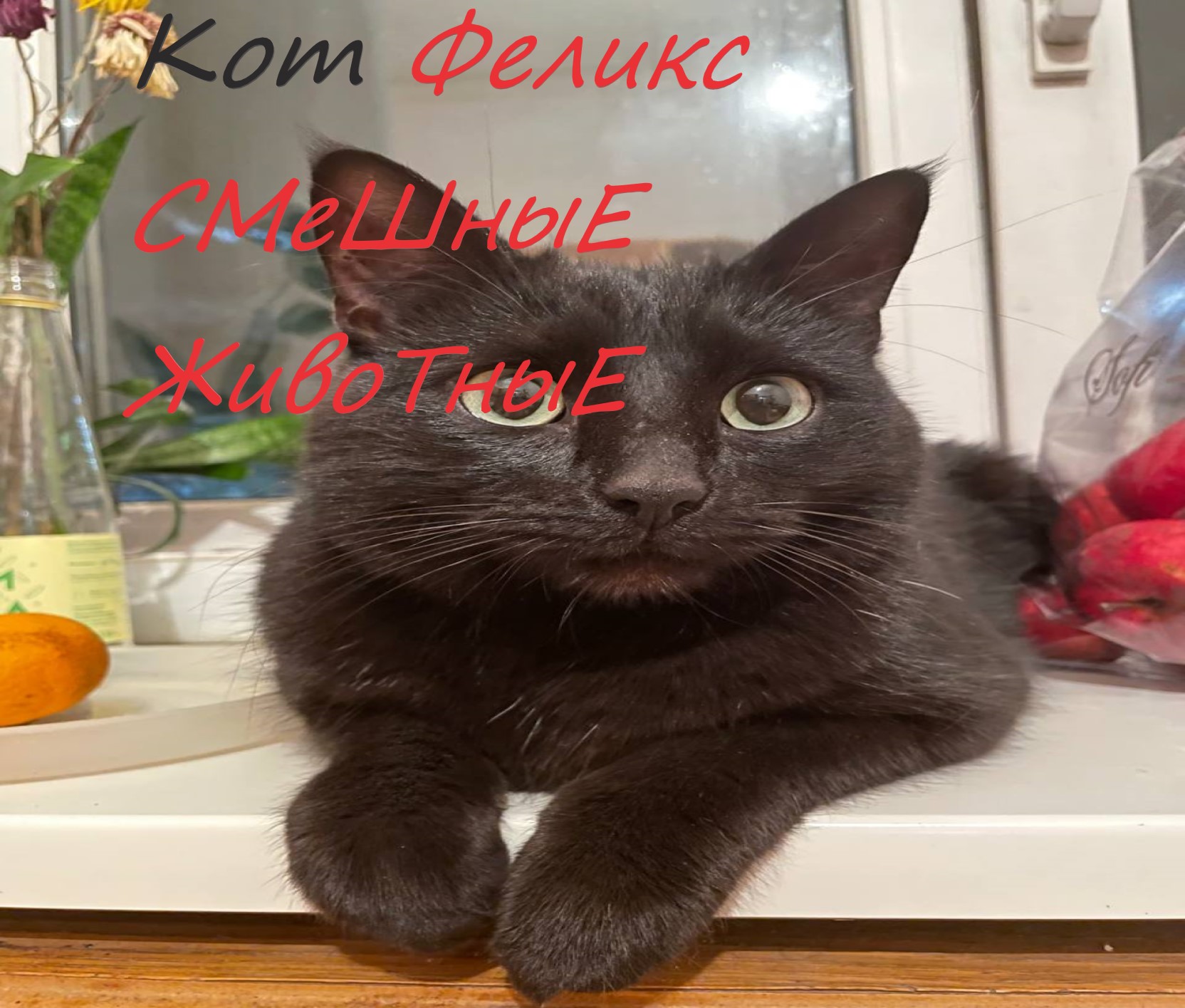 Кот Феликс, который живёт у моей дочки. Смешные животные..