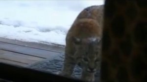Кошка против Рыси