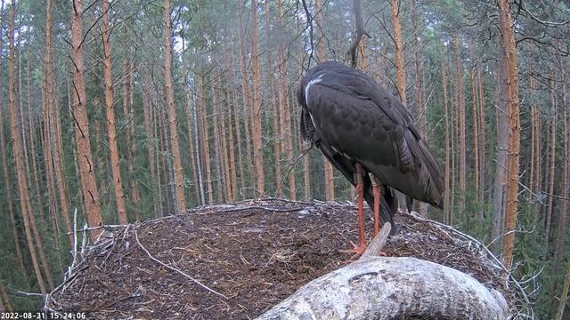 Must-toonekurg:: Karl's II last visit to the nest in 2022 / All the best to You?❤️?31/08/2022 смотреть онлайн