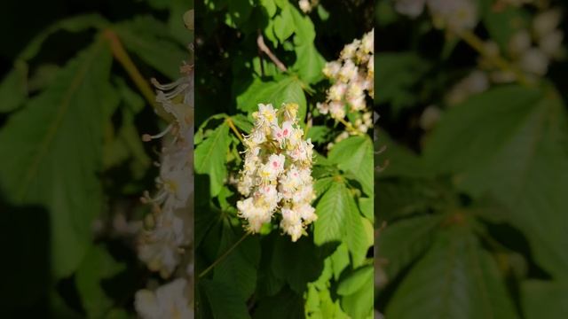 ?цветы каштана ?видели когда-нибудь?(4) смотреть онлайн