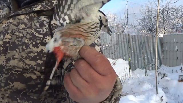 Ловля певчих птиц ВО ВРЕМЯ ЛОВЛИ ПЕВЧИХ ПТИЦ В СЕТЬ ВЛЕТЕЛ ДЯТЕЛ