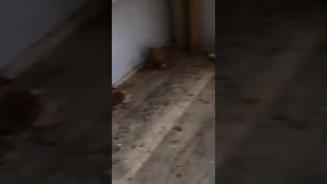 Бойные голуби Таджикистана Город Худжанд смотреть онлайн
