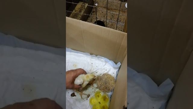 Бройлеры Иза Ф содержание смотреть онлайн