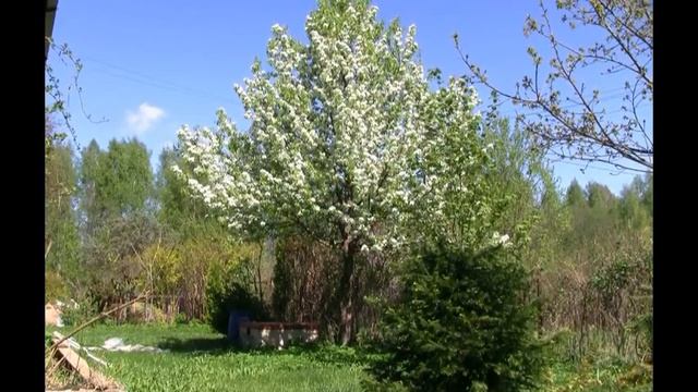 Груша уссурийская - суперзимостойкая груша и зимостойкий подвой для сортовых груш смотреть онлайн