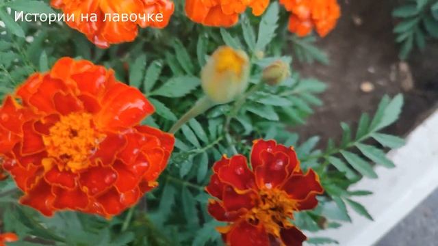 ? Свекровь говорила невестке не изводить мужа упреками, потому что пожалеет, но она не послушала смотреть онлайн