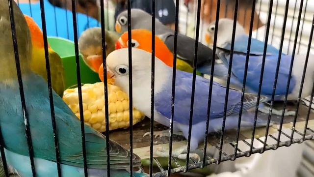 Lalukhait Birds Market Latest Open Market July 30 2023 update|| Lovebirds Java Finch ||B4BIRDS смотреть онлайн