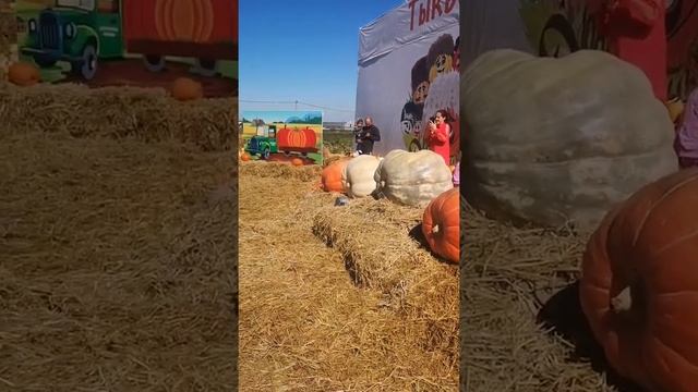 Сорт Атлантический гигант. Самая большая тыква 260кг смотреть онлайн