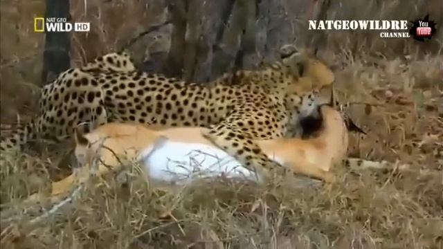 Тупой гепард и шакал смотреть онлайн