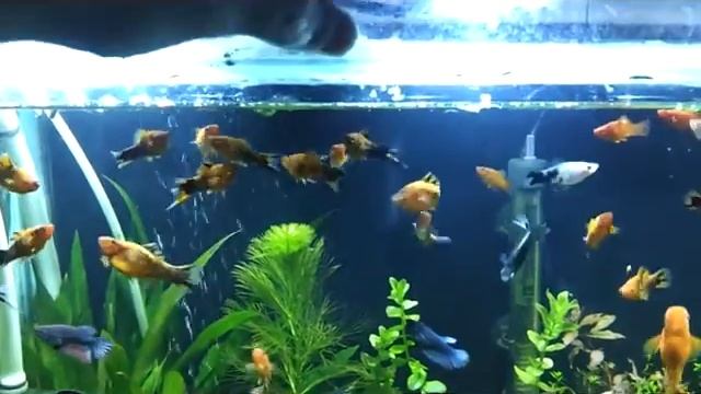 Рыбы .Мечи (тигры). смотреть онлайн