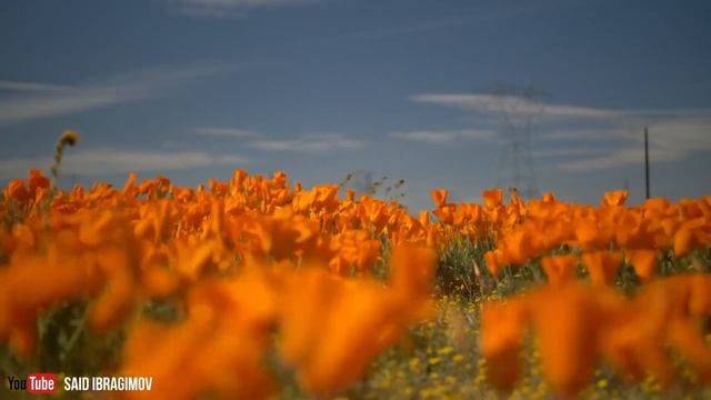 Кулинарные угощения