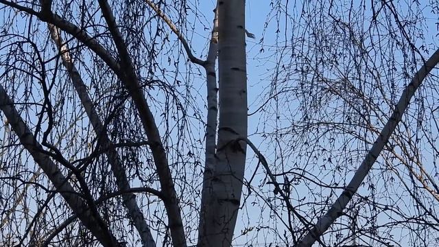 Голоса синиц рано утром 3 мая смотреть онлайн