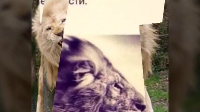 Фото львов смотреть онлайн