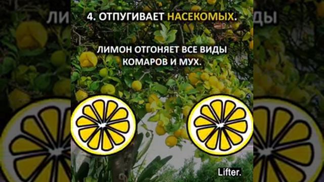 Лимон полезен от многих недугов смотреть онлайн