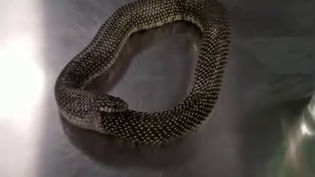 Пятнистая королевская змея пытается съесть себя🤨 смотреть онлайн