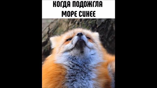Веселые картинки. Приколы про лисиц. Смешные лисички. смотреть онлайн