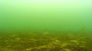 Подводная съемка на зимней рыбалке, тест экшн камеры sjcam4000