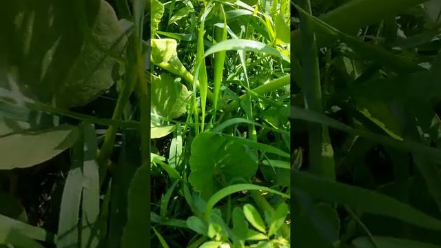 Первое растение тыквы сорта Стофунтовая Седьмого Июля смотреть онлайн