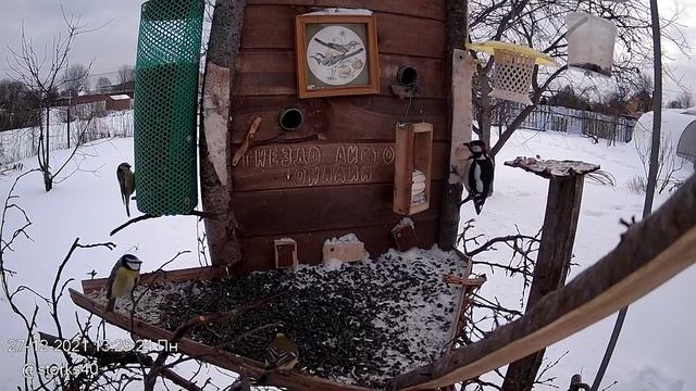 Дятел долбит дупло в сале смотреть онлайн