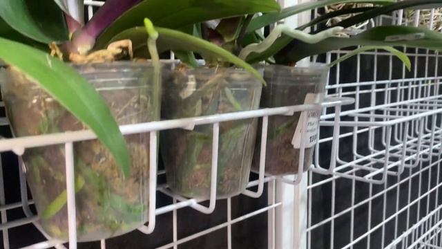 ?Осенний орхидиум 2023 ?