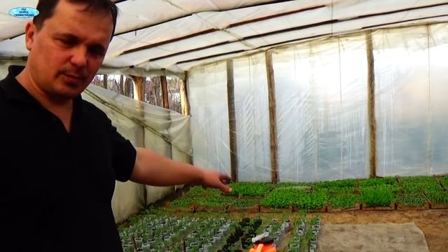 Рассада томатов вытягивается? Как это можно остановить. смотреть онлайн