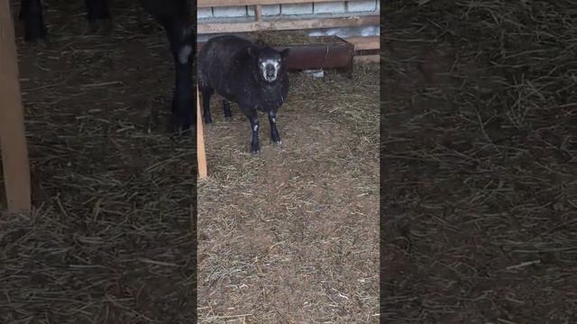 Баран Голубой Тексель по кличке Боцман)) смотреть онлайн