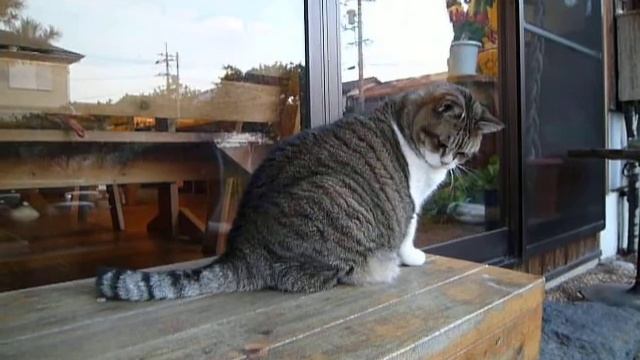 LUMIX DMC-FX66で撮影　ニャンボウ姉さん