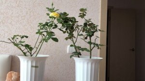 Садовая роза в квартире. Будет расти или нет?