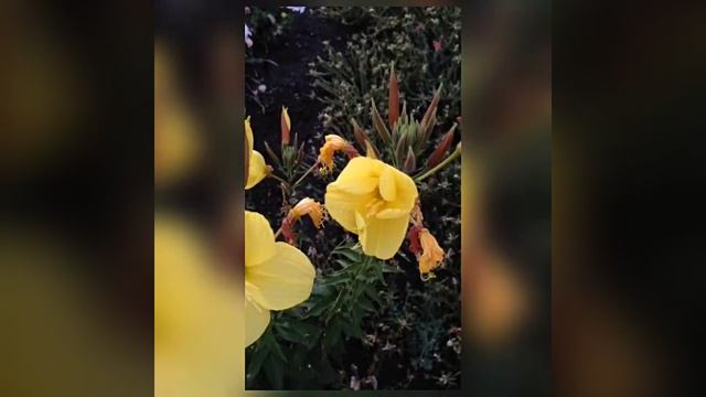 Как распускается цветок ослинник(изотера). Чудеса природы. смотреть онлайн