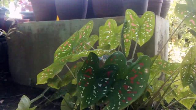 Caladium Florida Clown