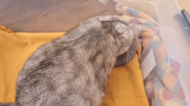 Котенку 5 дней и он спит один пока мама кошка кушает смотреть онлайн