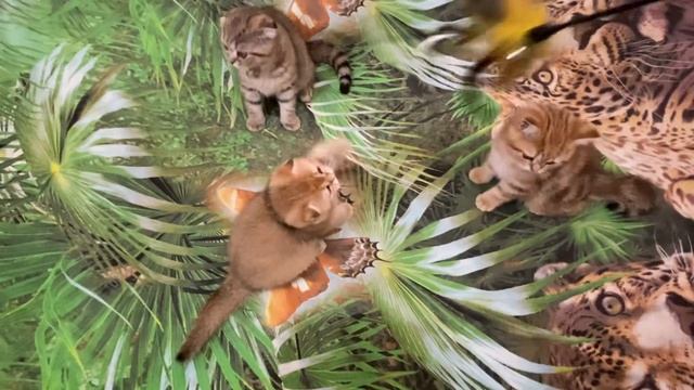 Золотые шотландские котята смотреть онлайн