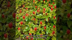 Дюшенея Индийская — уход в домашних условиях